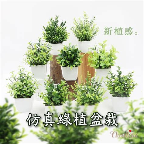 風水 假植物|【假花和風水】盤點5個植物風水禁忌 